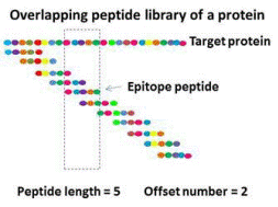 Overlapping Peptide Library.gif